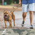 No-Pull Bungee Dog Leash with Seat Belt